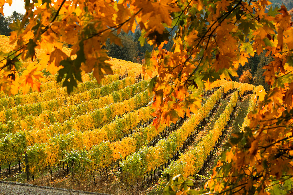 Willamette Valley grapes