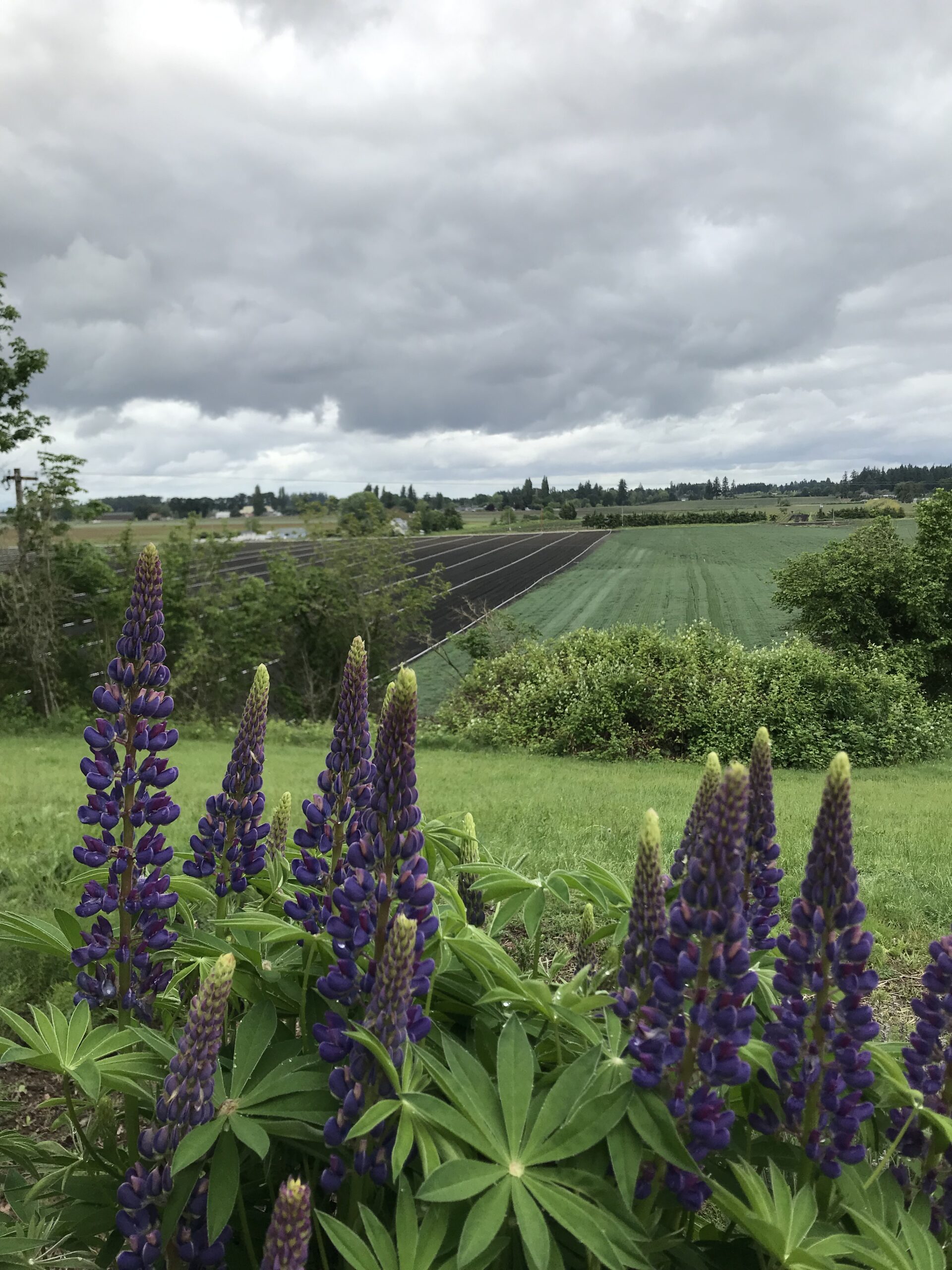 what to check before buying bare land in Oregon